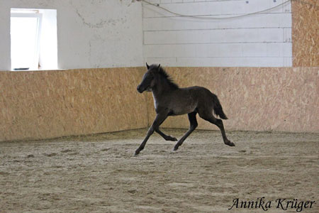 ©2016 by Annika Krüger